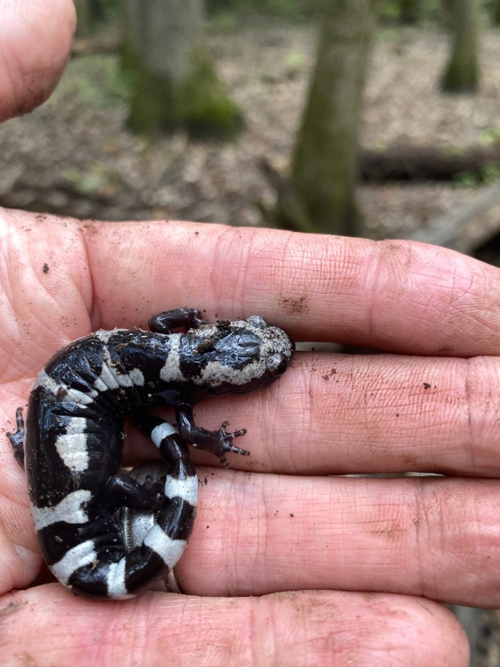 Marbled Salamander